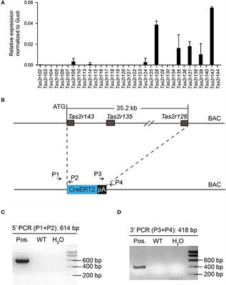 Members of Bitter Taste Receptor Cluster Tas2r143/Tas2r135/Tas2r126 Are Expressed in the Epithelium of Murine Airways and Other Non-gustatory Tissues